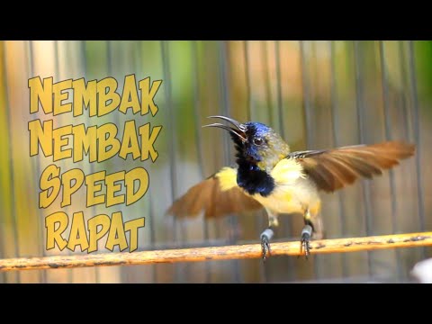 SOGON GACOR FULL NEMBAK - NEMBAK ISTIMEWA SUPER TAJEM