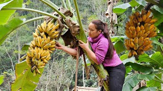 185 Days: Harvesting Banana, Manioc Tubers, Pepper, Coriander & Salad goes to market sell.