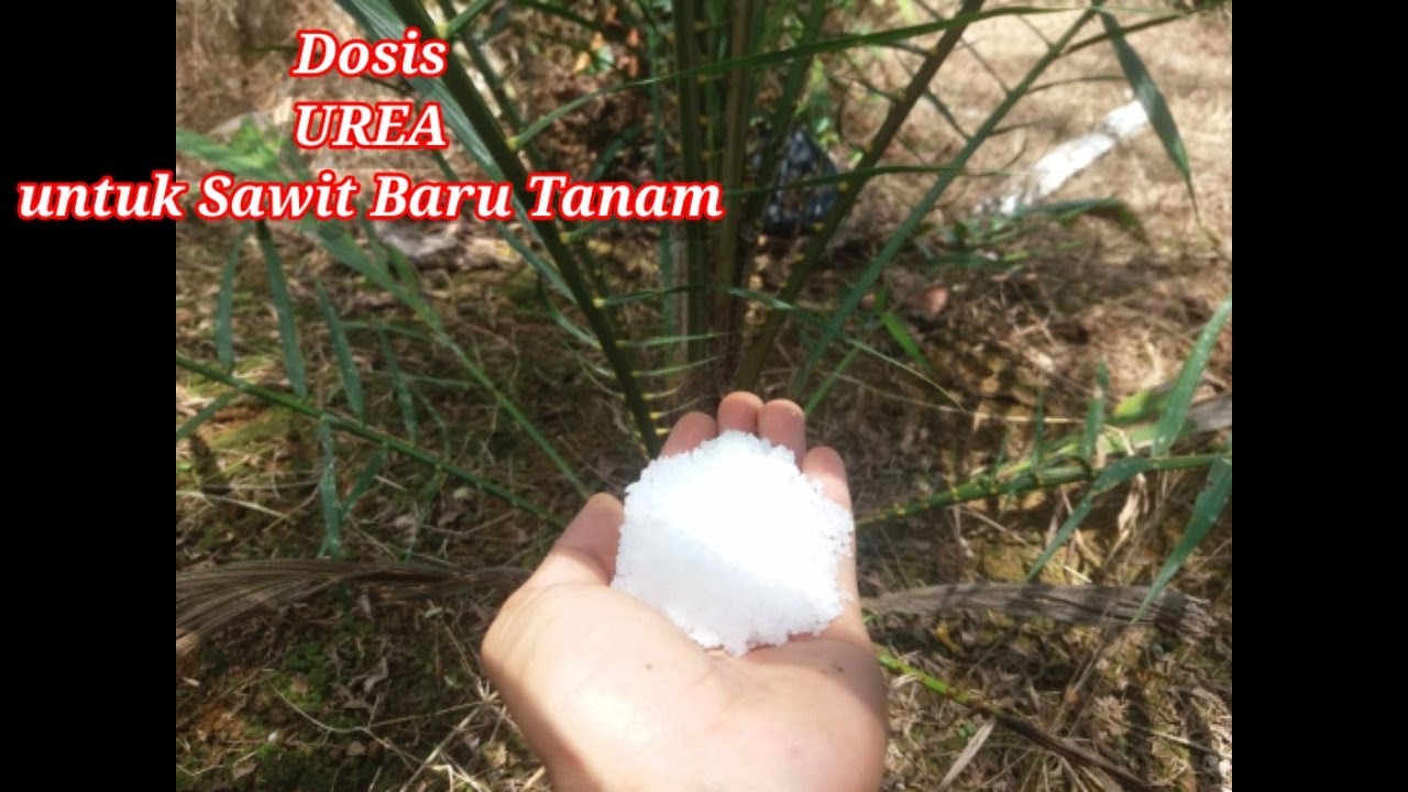 Cara Pupuk Sawit Baru Tanam