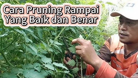 Cara Pruning Tomat Rampai Yang Baik dan Benar