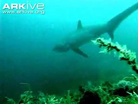 Tresher Shark - Fox Shark - Squalo Volpe (Alopias Vulpinus)