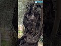 Se puede ver el rostro de Jesús en un árbol de Getsemaní