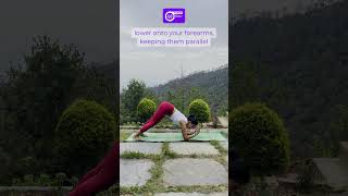Dolphin Pose (Ardha Pincha Mayurasana) | Strength & Stability 🐬