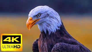 1 Hour Beautiful Birds 4K Video / Birds For Cats To Watch 4K