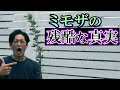 【知らずに買うと悲惨】植木生産者が教えるミモザを苗からきれいに育てる方法