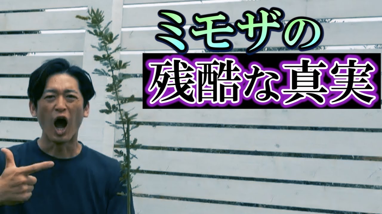 【知らずに買うと悲惨】植木生産者が教えるミモザを苗からきれいに育てる方法