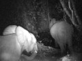 Des éléphants piégés par une caméra infrarouge à Nyonié au Gabon (trail camera trap)