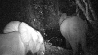 Des Éléphants Piégés Par Une Caméra Infrarouge À Nyonié Au Gabon (Trail Camera Trap)