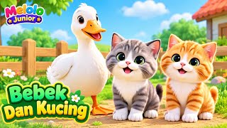 Download lagu Bebek Dan Kucing 🦆🐱 | Lagu Anak-Anak Ceria | Potong bebek angsa | Melolo Junior