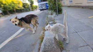 Cute Dog Attacked By Angry White  Cat.