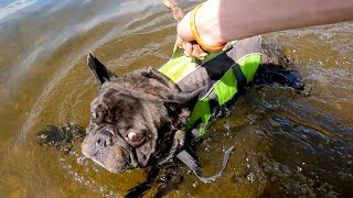 How do I lure a French Bulldog into the water?