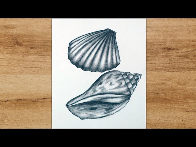 Seashell Sketch Images  Browse 26162 Stock Photos Vectors and Video   Adobe Stock