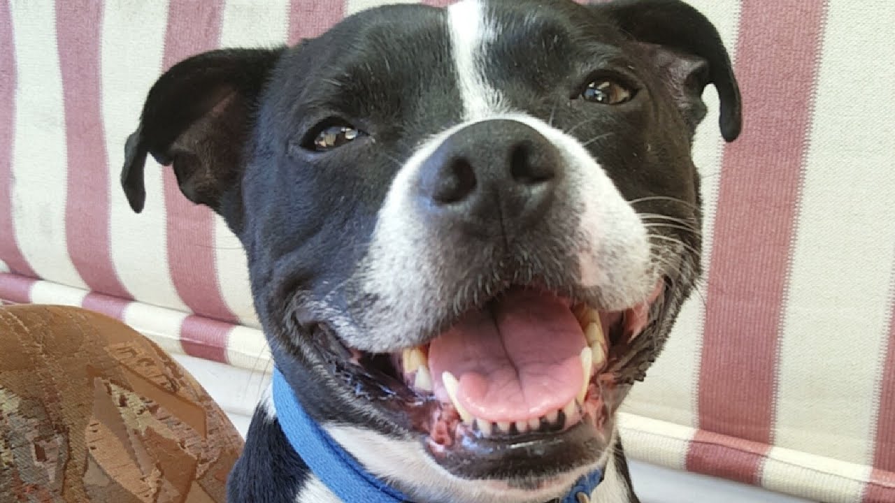 staffy puppy black and white