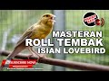 🔴 Kenari Gacor Panjang Isian Lovebird Ngekek PALING JERNIH⁉️ Canary Singing