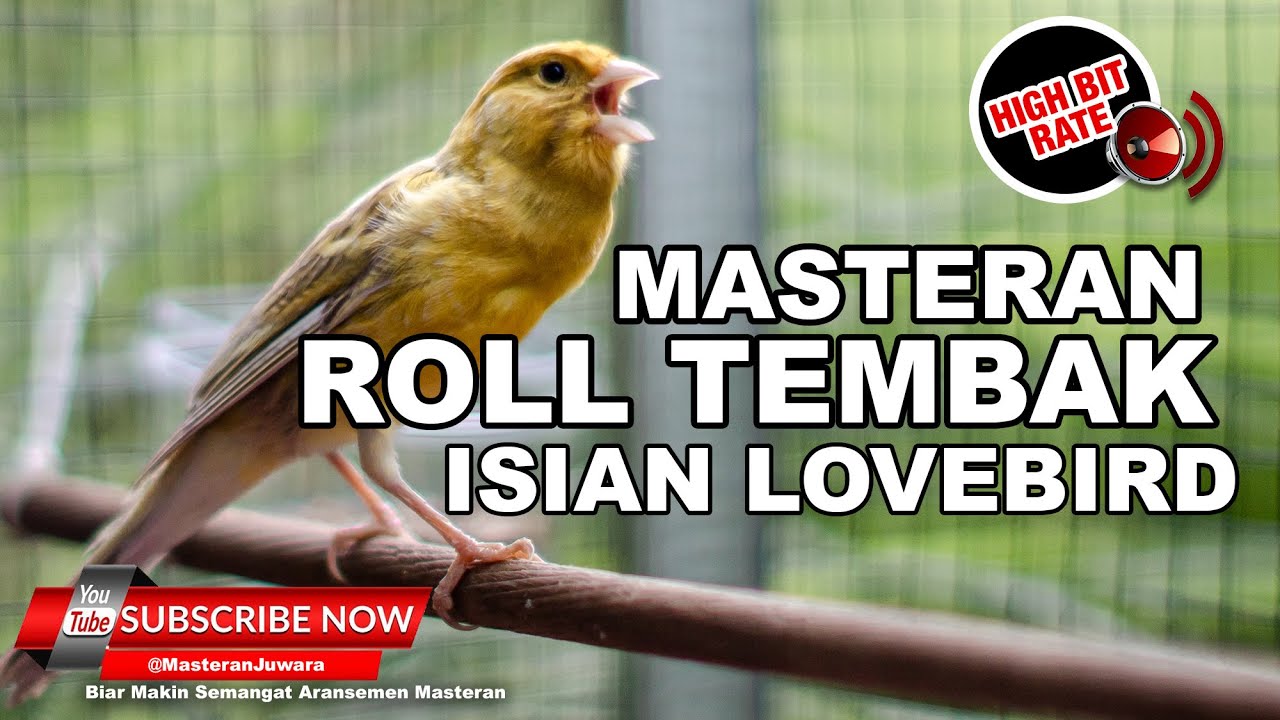 🔴 Kenari Gacor Panjang Isian Lovebird Ngekek PALING JERNIH⁉️ Canary Singing