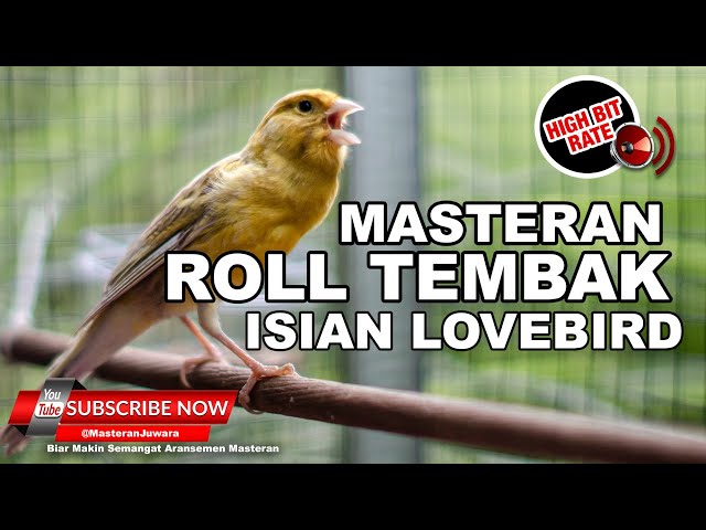 🔴 Kenari Gacor Panjang Isian Lovebird Ngekek PALING JERNIH⁉️ Canary Singing class=