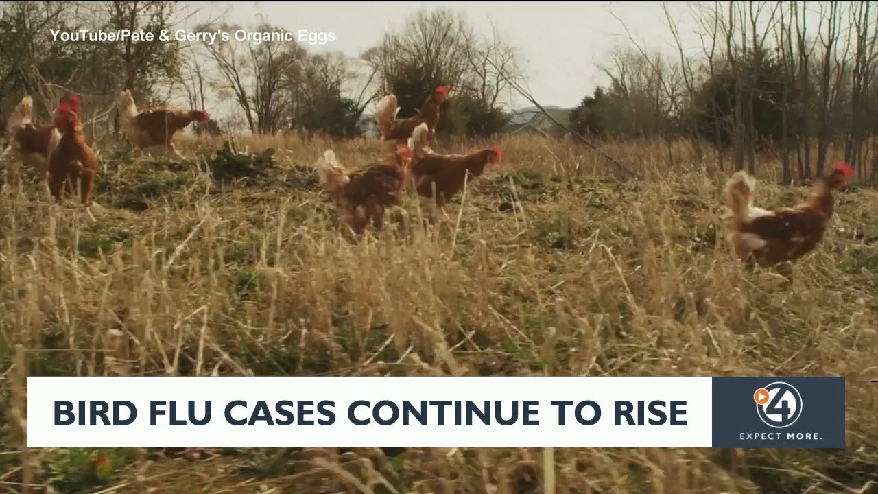 Bird flu cases continue to rise - YouTube