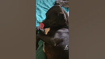 Puppy Cute Dog Dogo Pet Thebestdog 