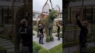 Building a Leopard Topiary Garden Art Transformation