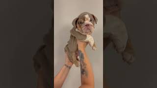 Pup #dog #puppyvideos #cutedogs #animals #bulldog #puppy #nicedog #funnyvideo #bully