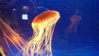 Osaka Kaiyukan Aquarium Japan Quallen  Jellyfish