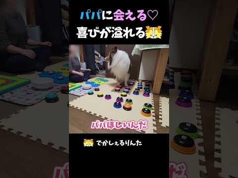 パパに会える♡喜びが溢れるシェルティ【会話ボタンでしゃべる犬】 #shorts #dog