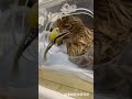 交通事故のオジロワシ。入院三日目、初めての食事。