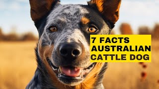 7 Facts Australian Cattle Dog Owners Understand