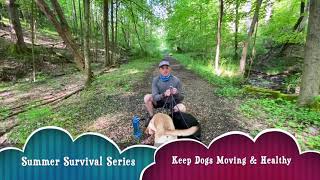 5 Tips to Keep Dogs Moving and Healthy In the Dog Days of Summer