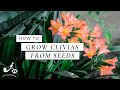 How to grow clivias from seeds 