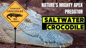 the Apex Predator of the Ocean Saltwater Crocodile #crocodileencounter