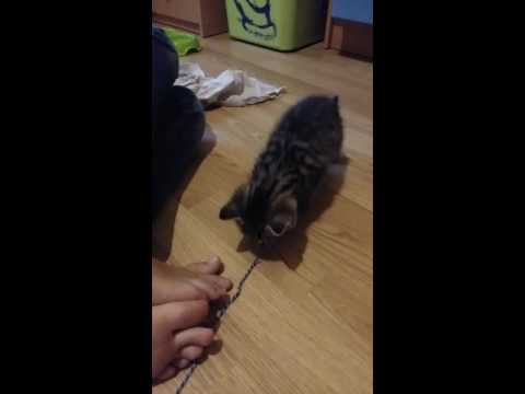Video: Kačiuko Pavadinimas - Geriausio Kačiuko Vardo Pasirinkimas Kačiukui