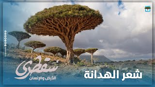 الهدانة.. أحد أنواع الشعر السقطري الذي كان يلقى بالأعراس والحفلات قديماً