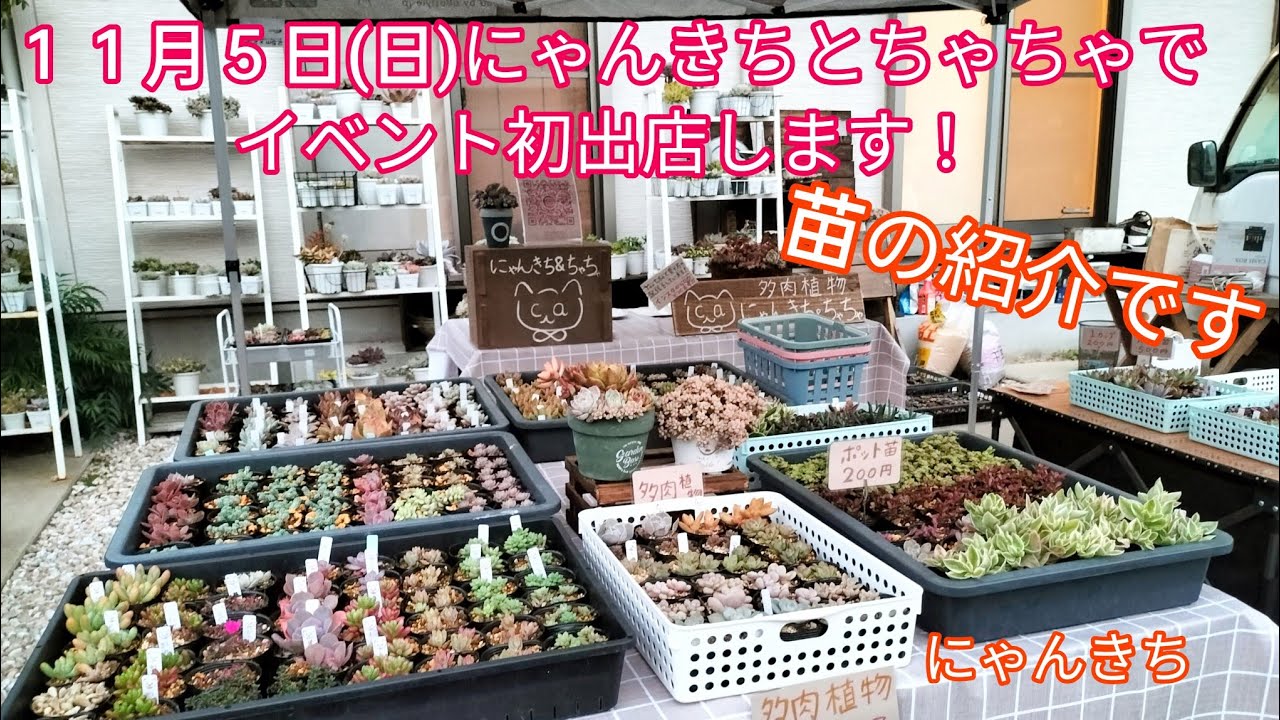 多肉植物】にゃんきち＆ちゃちゃ初出店します！苗の紹介です✨ - YouTube