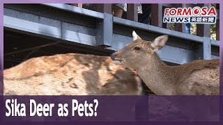 Sika deer can be pets: deer classed as domestic animals, not wild animals｜Taiwan News