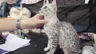 Meet the Egyptian Mau Cat Breed