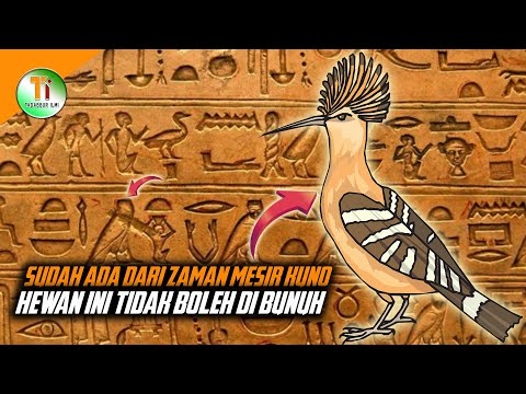 Video: Adakah burung biru membunuh burung lain?