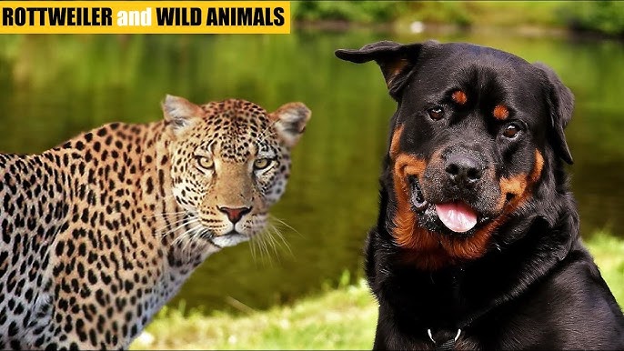 Qizning mushukini barmoq bilan urish uni hayajonga soladi va slut haqiqiy anal bilan javob beradi!