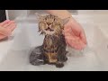 Kitten First Bath (???Happy or Not???) - Day 83 @ Baby Kittens Day 1 to Day 100 Lucky Pawison