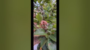 Asian Pear Grafts Reveal