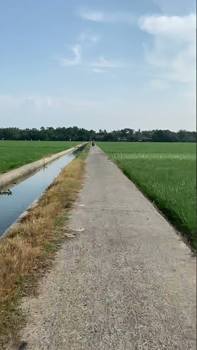 Sawah Karawang