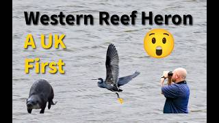 Western Reef Heron, a UK first.
