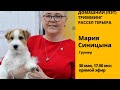 Домашний (пэт) тримминг рассел терьера с Марией Синицыной