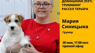 видео: Домашний (пэт) тримминг рассел терьера с Марией Синицыной картинка: Домашний (пэт) тримминг рассел терьера с Марией Синицыной