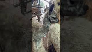 The cria get weighed one by one
