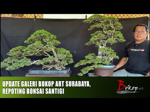 UPDATE GALERI BOKOP art SURABAYA, REPOTING BONSAI SANTIGI