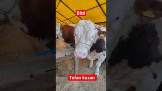 Kastamonu Devrekanili Besici Tufan Kazan Kurbanlık Simental Dari Sattı Ve Bitti Dedi