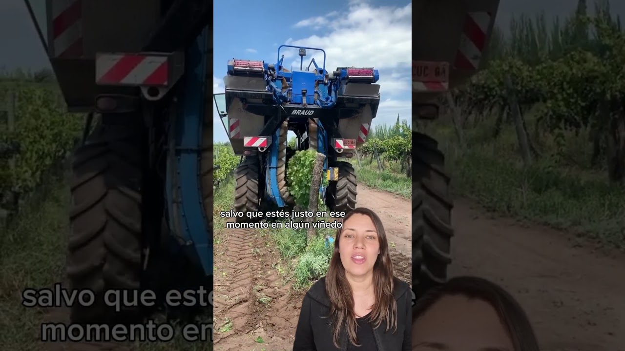 ¿Cómo es la cosecha mecánica 🍷?