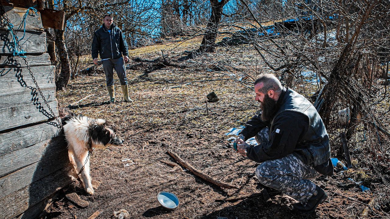 Dieser Hund hat 14 Tage nichts gegessen!