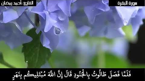 سورة البقرة بصوت القارئ أحمد رمضان